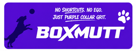 Keeping your Dog safe During Exercise | BOXMUTT